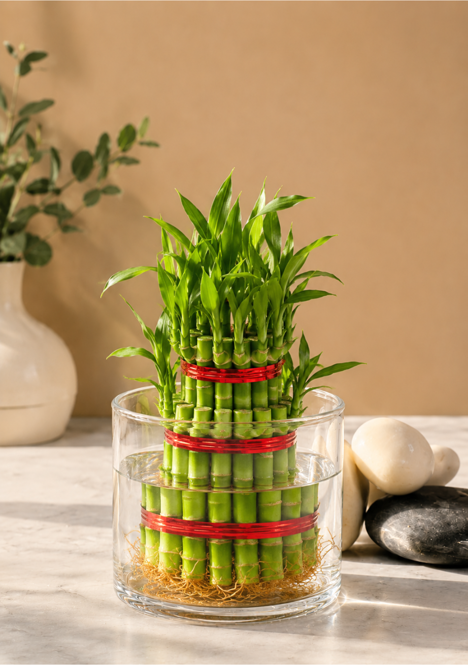 Aravalii Lucky Bamboo glass Planter