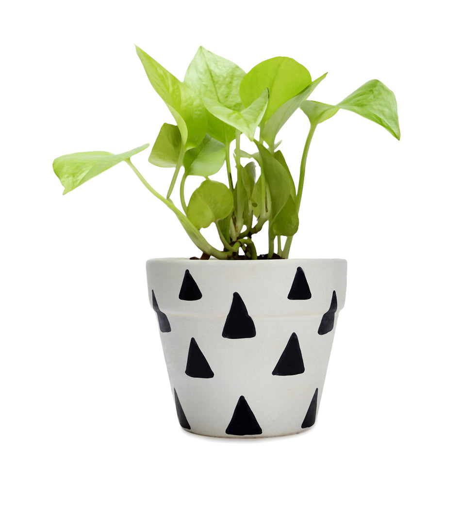 Money Plant In White & Black Matte Pot