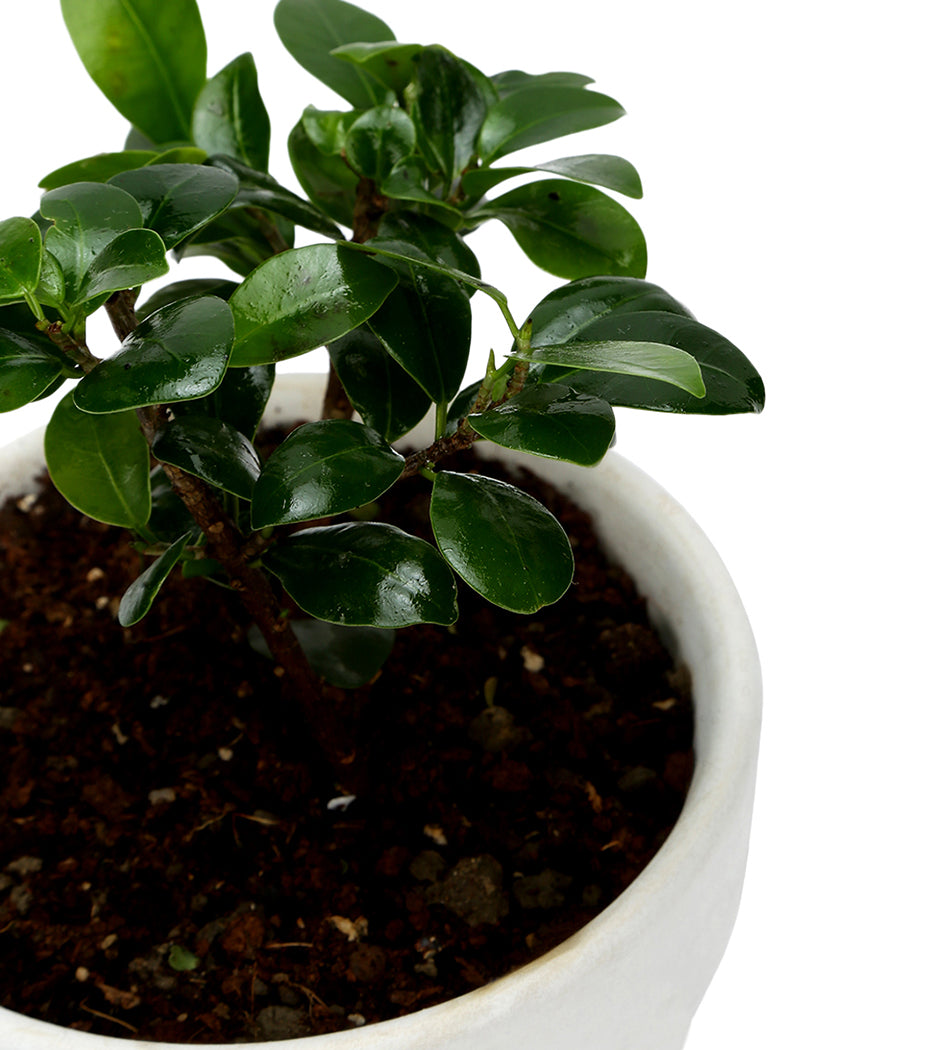 ZZ Plant in White & Yellow Flower Ceramic Matte Planter