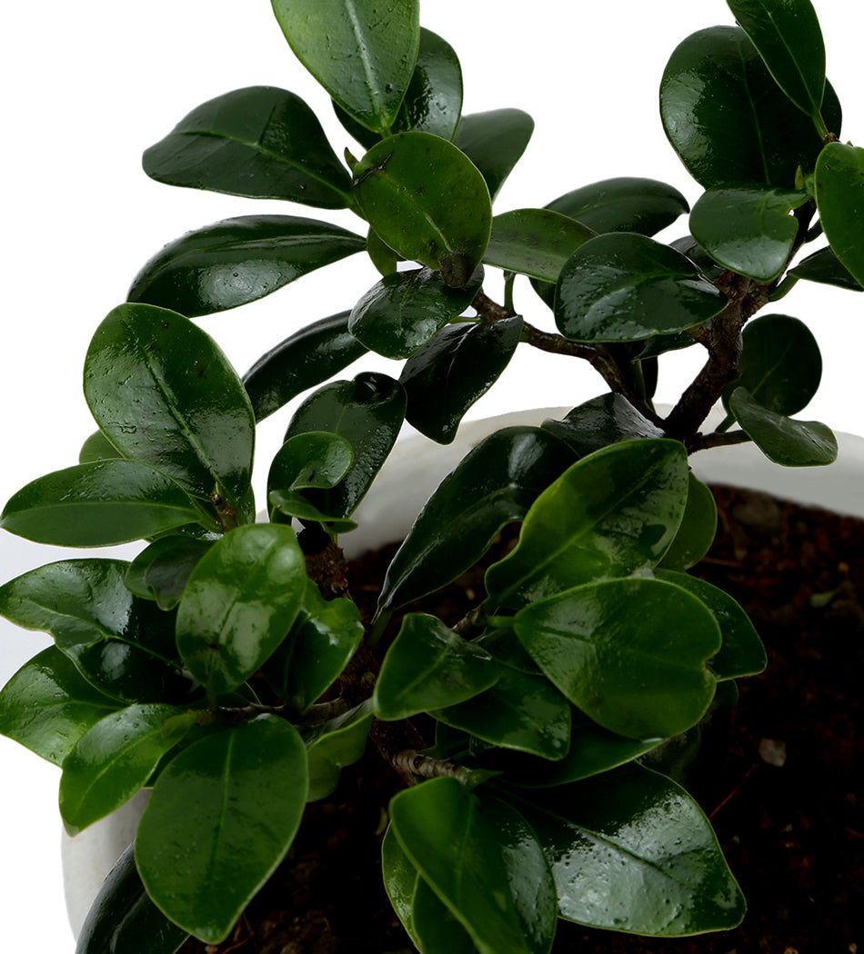 ZZ Plant in White & Yellow Flower Ceramic Matte Planter