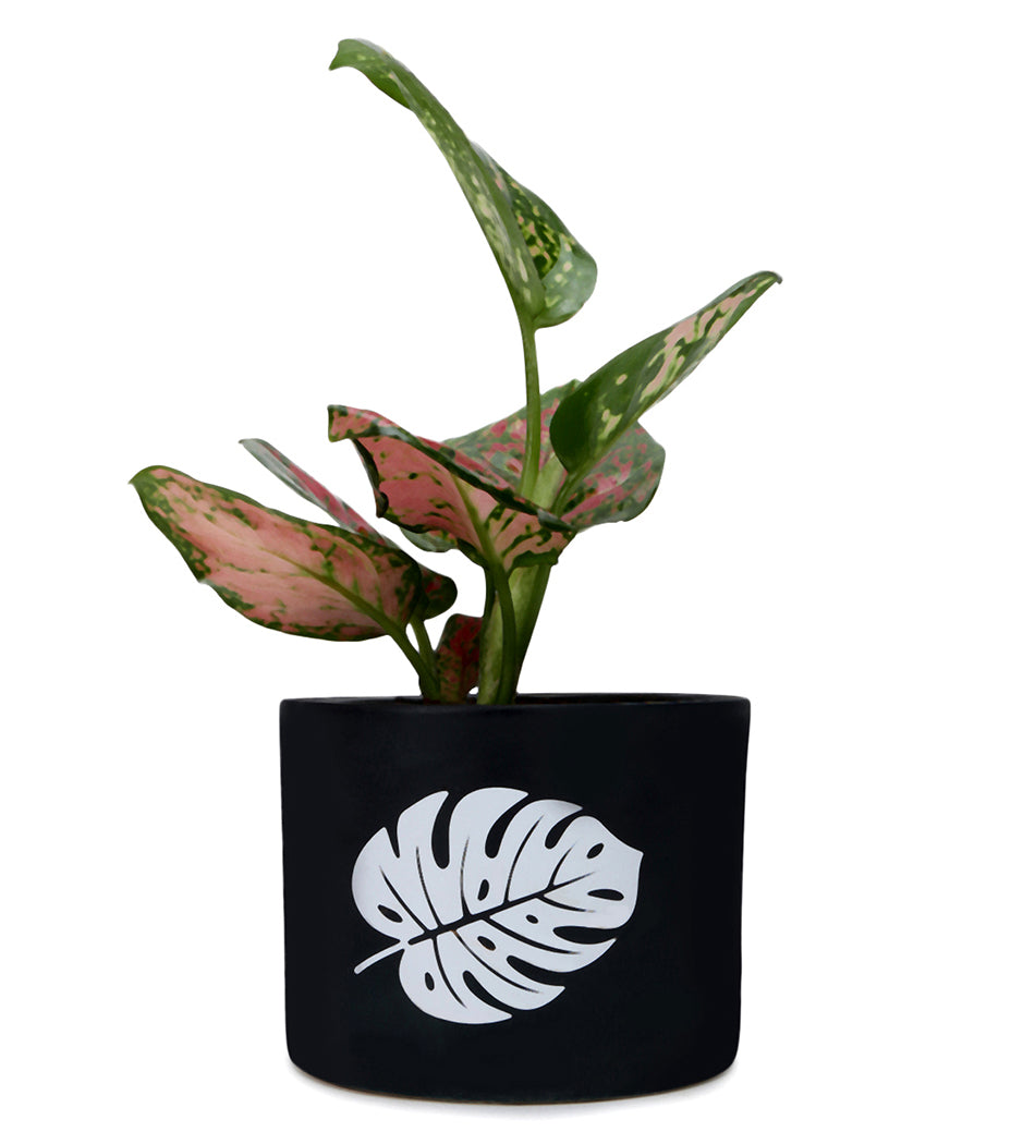 Aglaonema Valentine in Black Leaf Ceramic Matte Planter