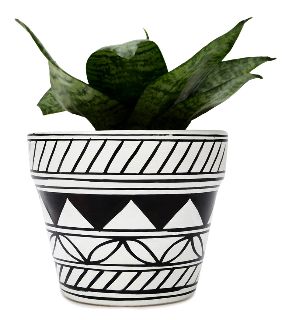 Sansevieria Green In White & Black Design Ceramic Matte Planter