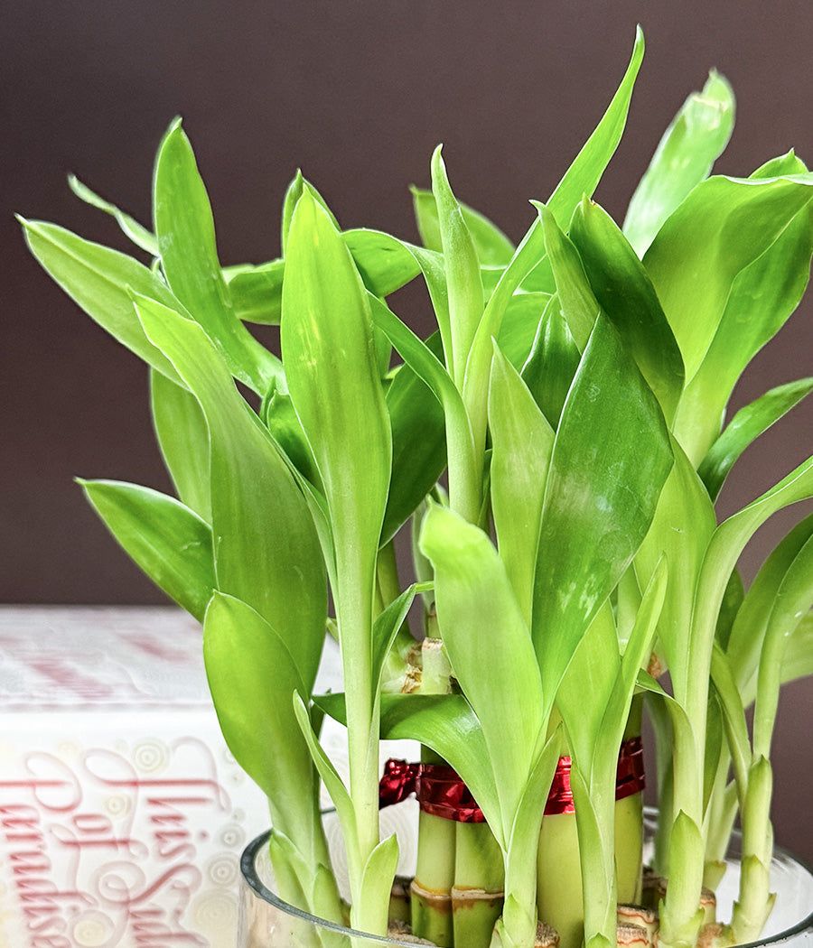 Lucky Bamboo 3 Layers Indoor Plant