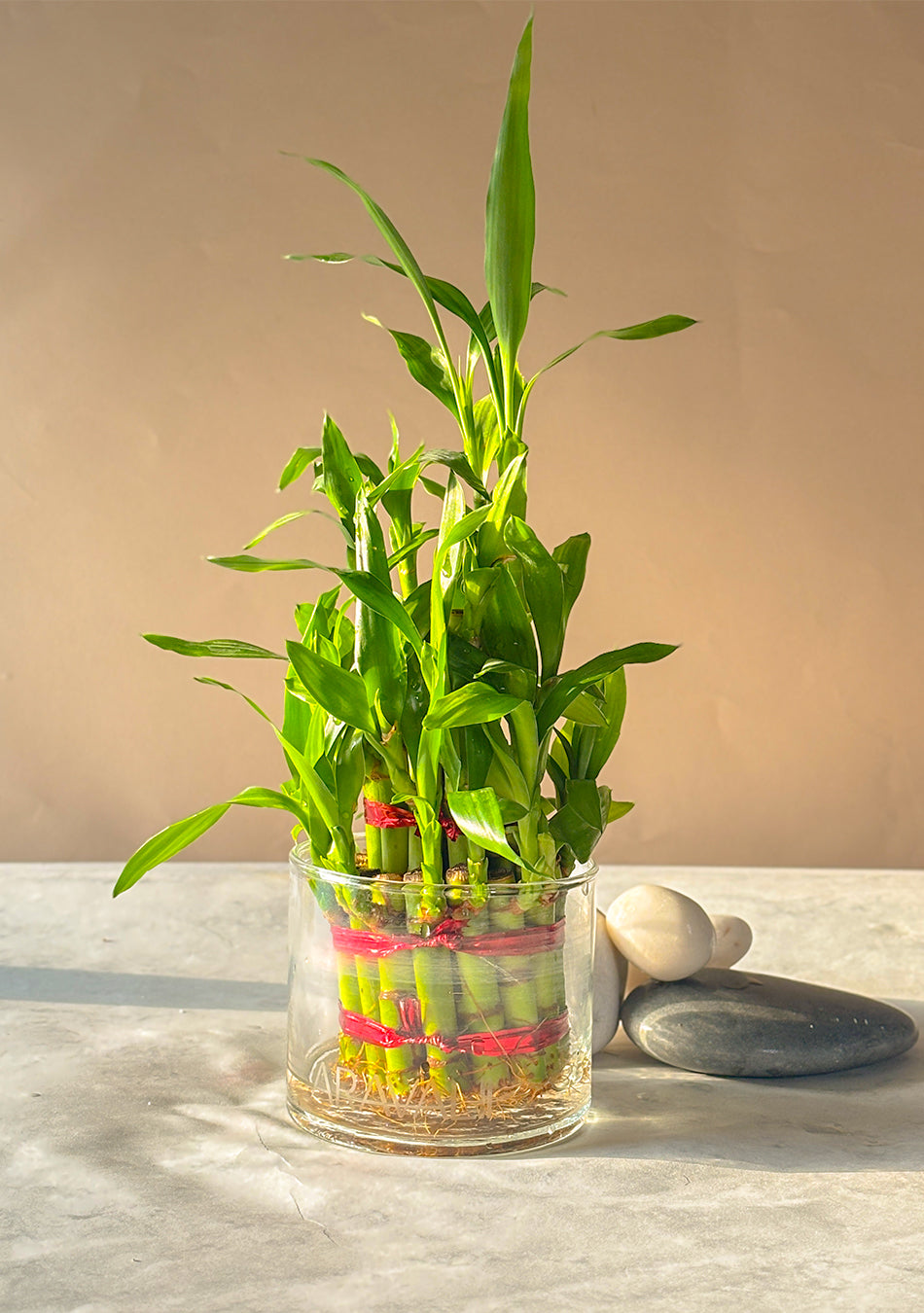 Lucky Bamboo 3 Layers Indoor Plant