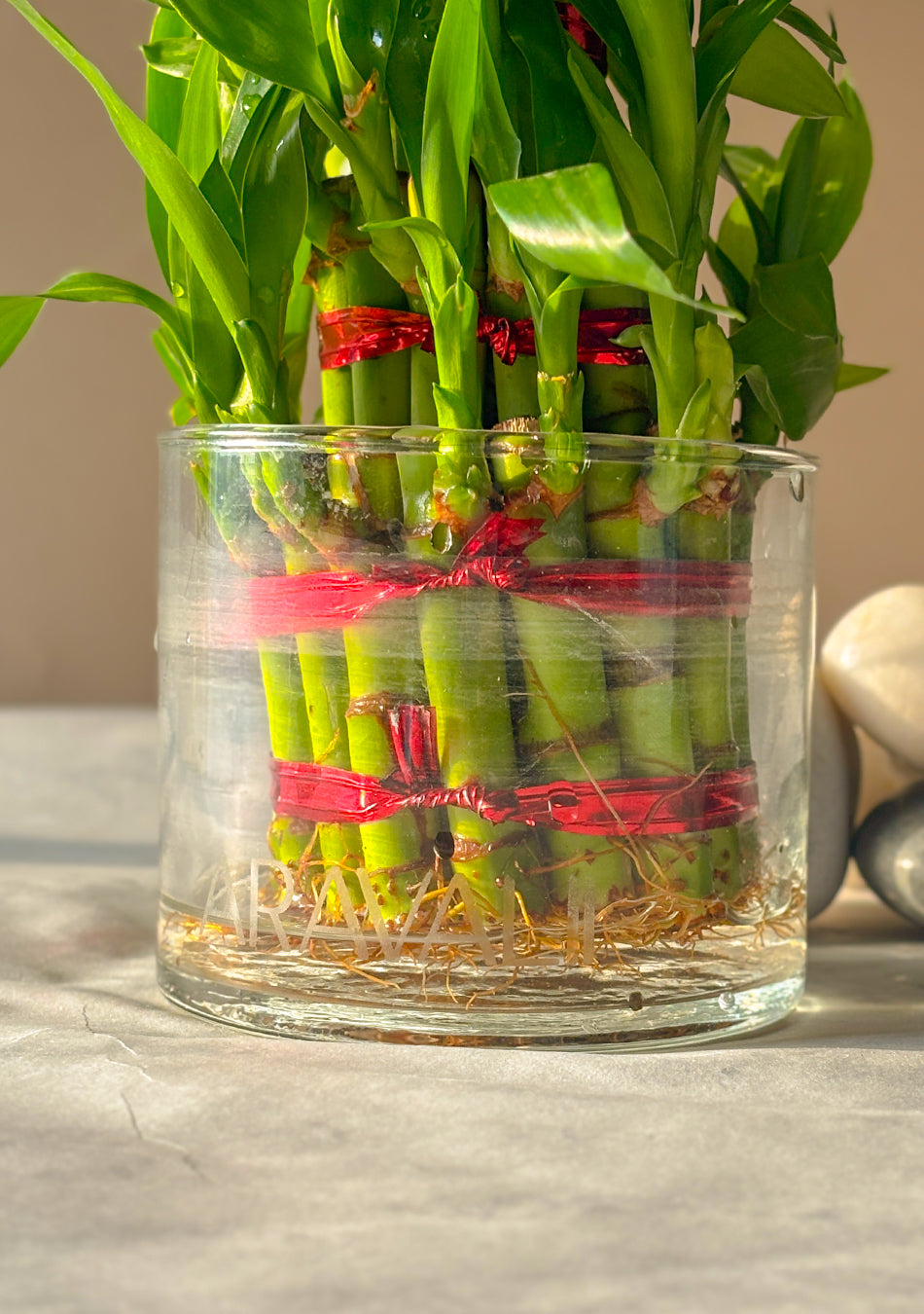Lucky Bamboo 3 Layers Indoor Plant