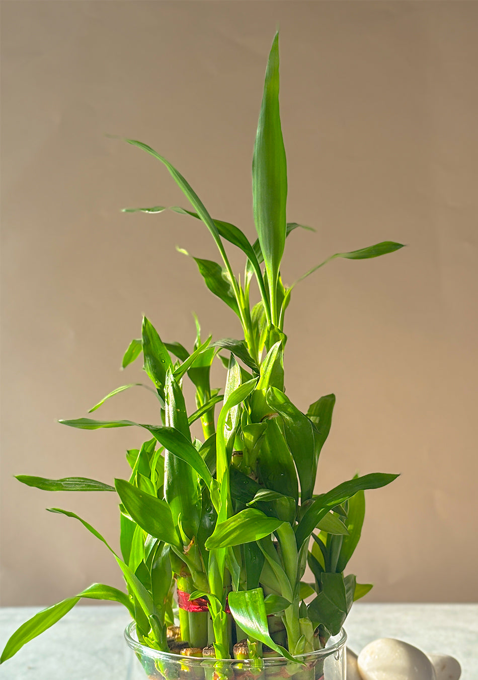 Lucky Bamboo 3 Layers Indoor Plant