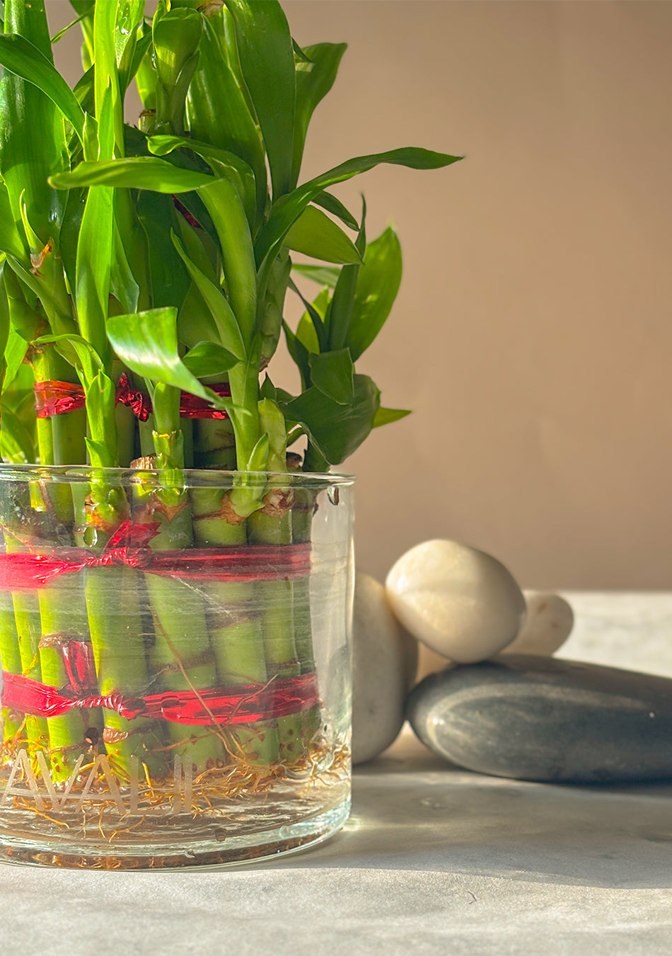 Lucky Bamboo 3 Layers Indoor Plant