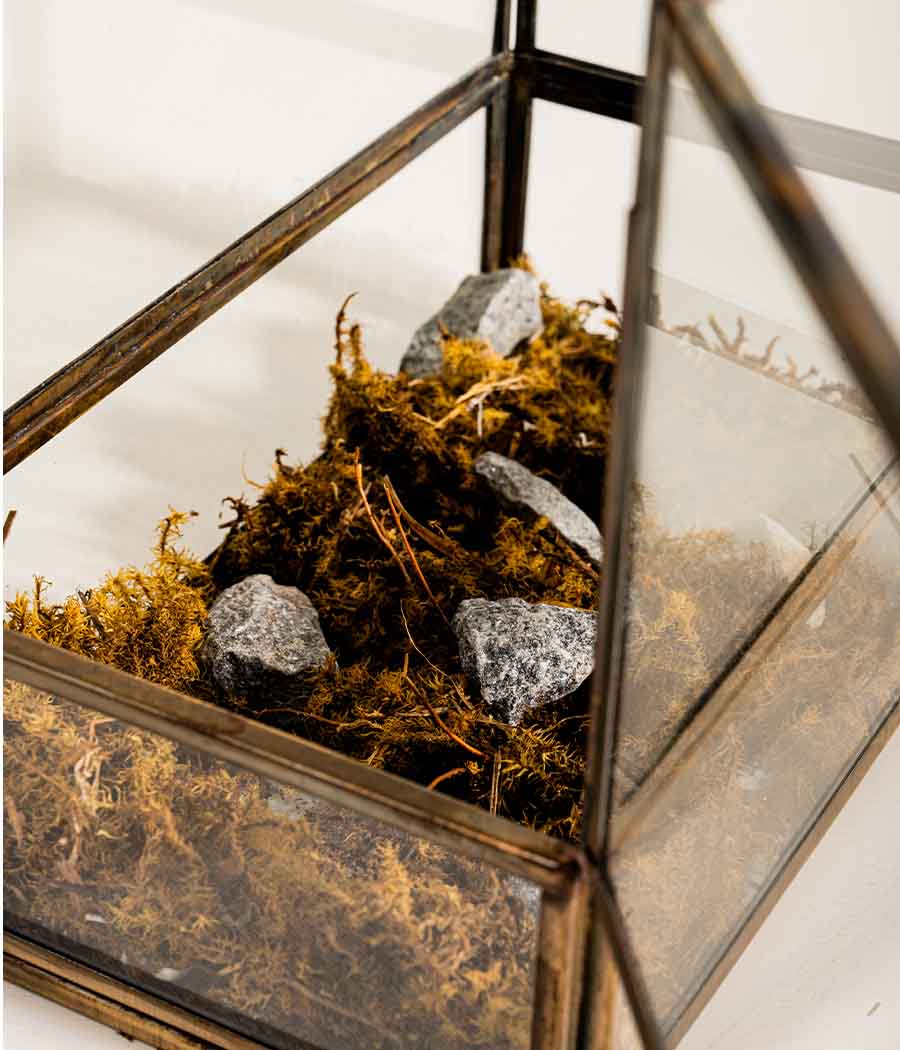 Vatican Terrarium