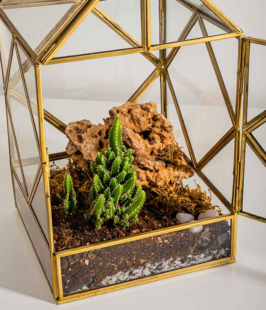 Geneva Terrarium