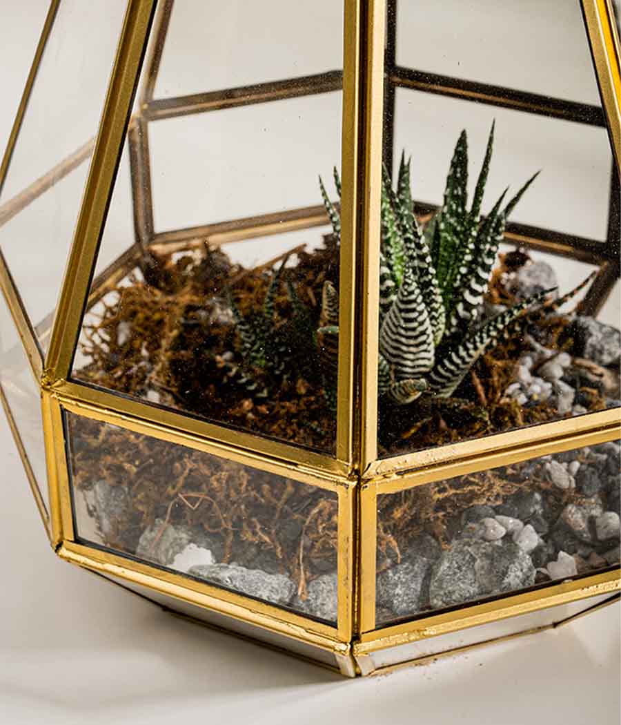 Helena Terrarium