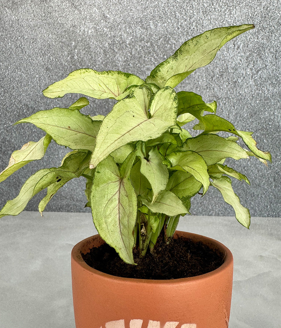 Syngonium Plant in Terracotta Leaf Design Planter