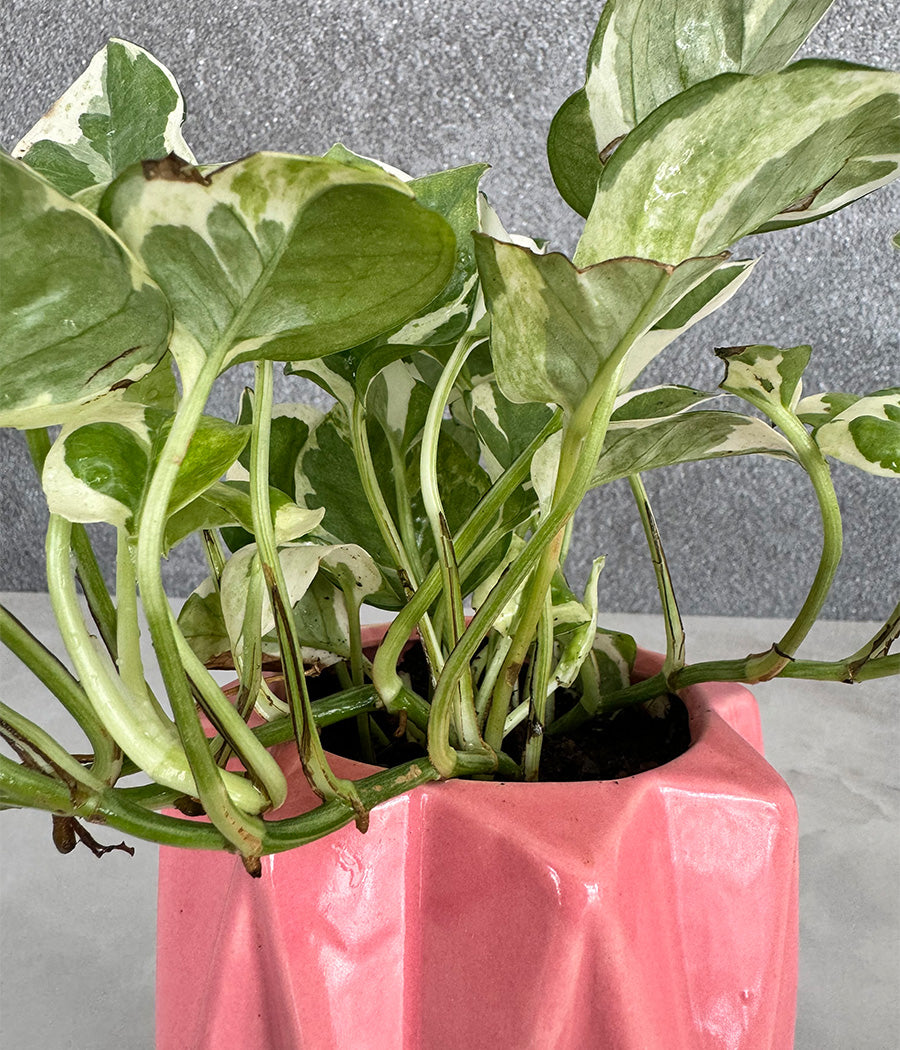Marble Stone MoneyPlant in Spiked Ceremic Planter