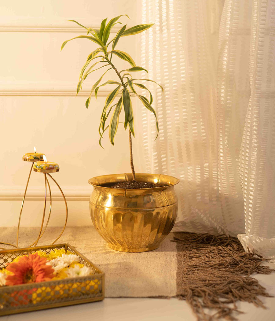 Song of India Plant in Medium Brass Planter