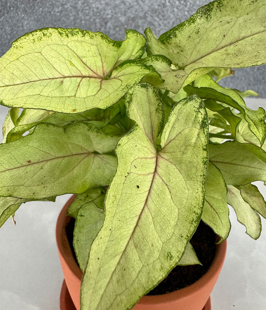Syngonium Plant in Terracotta Leaf Design Planter