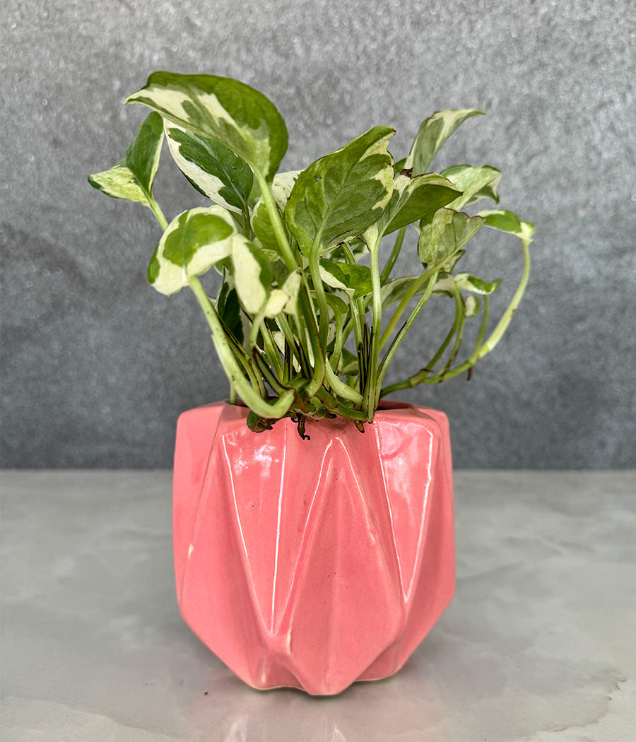 Marble Stone MoneyPlant in Spiked Ceremic Planter