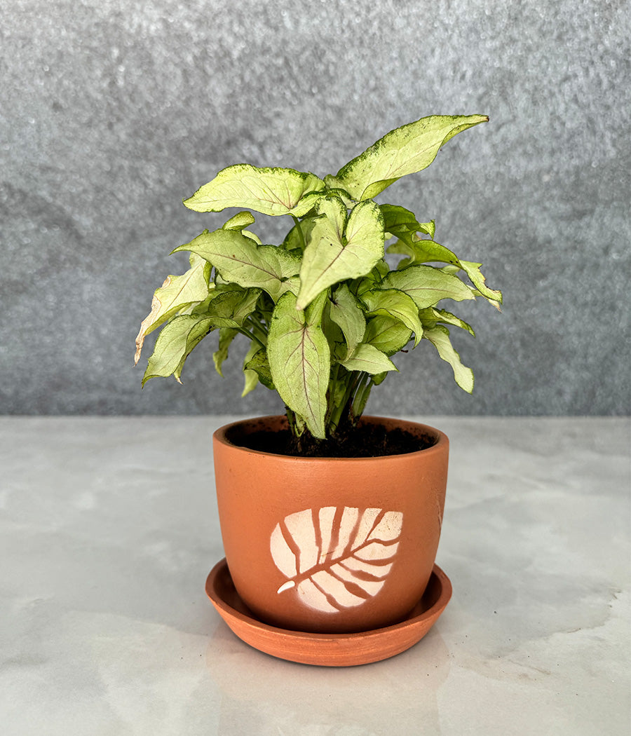 Syngonium Plant in Terracotta Leaf Design Planter