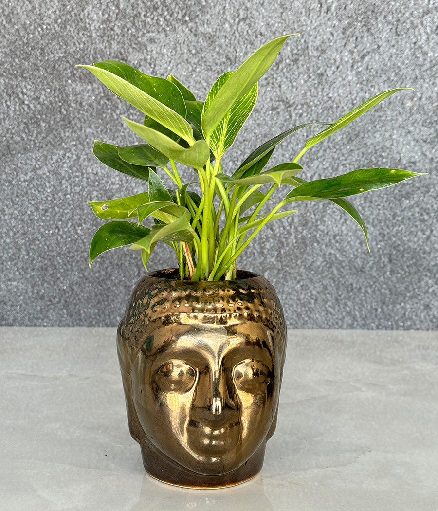 Philodendron Birkin in Buddha Ceremic Planter