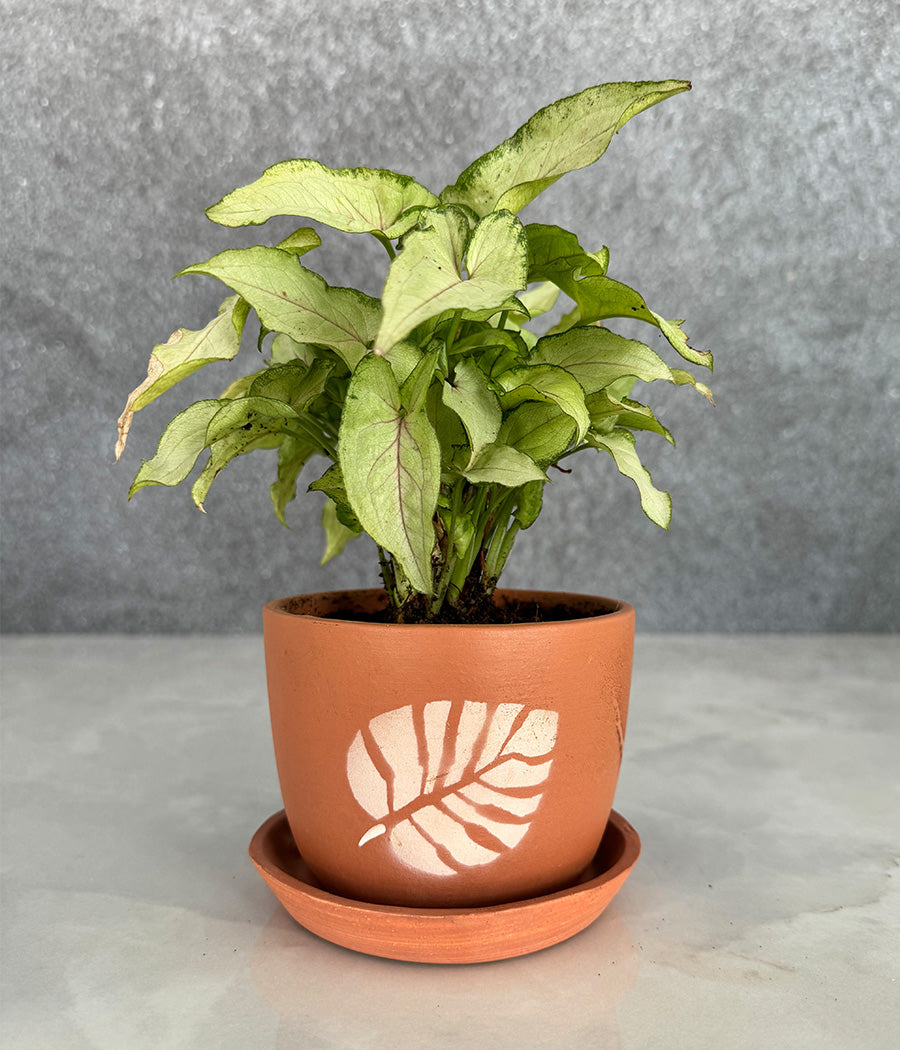 Syngonium Plant in Terracotta Leaf Design Planter