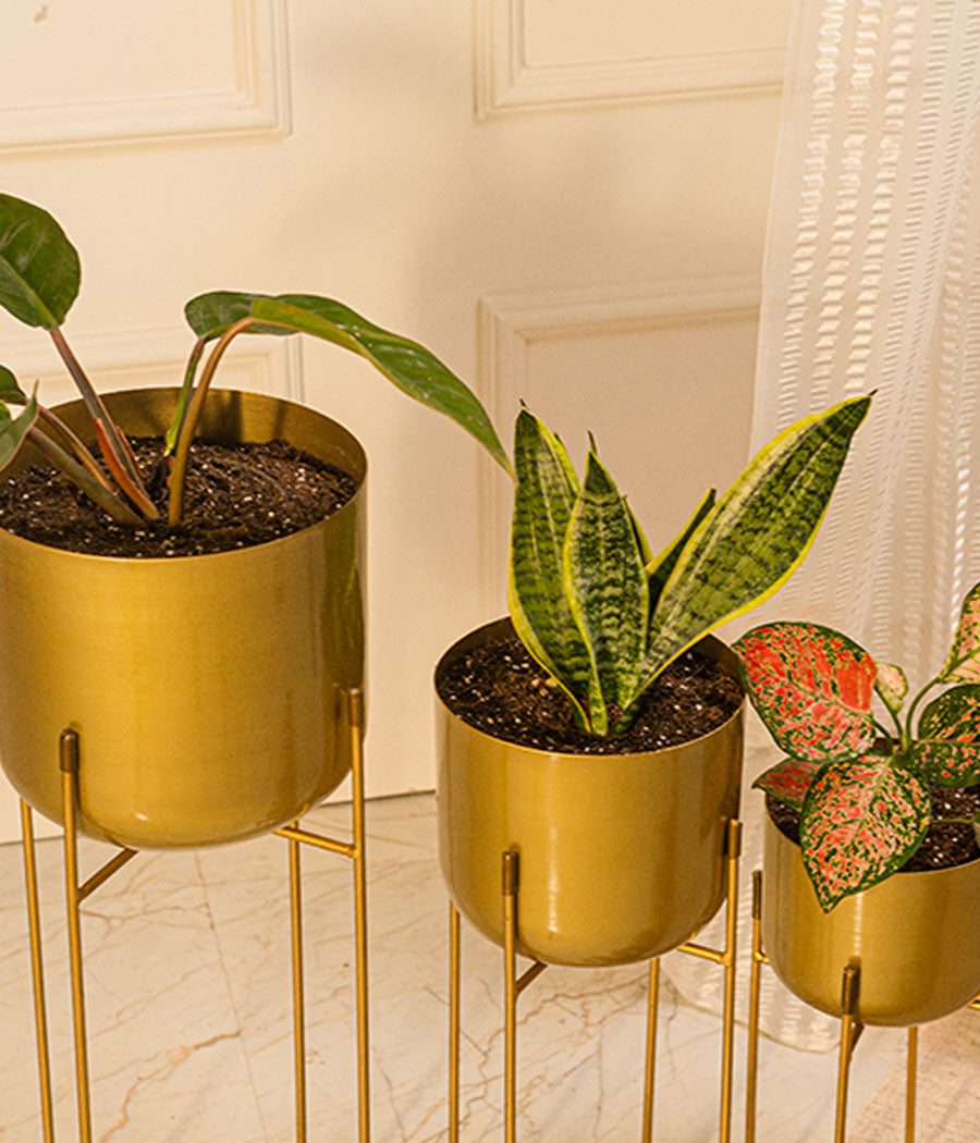 Golden Rounded Brass Metal Planter- Set of 3