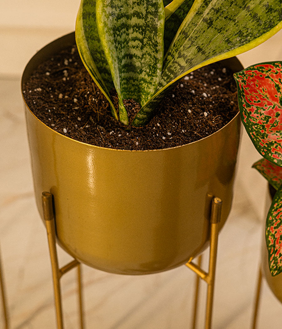 Golden Rounded Brass Metal Planter- Set of 3