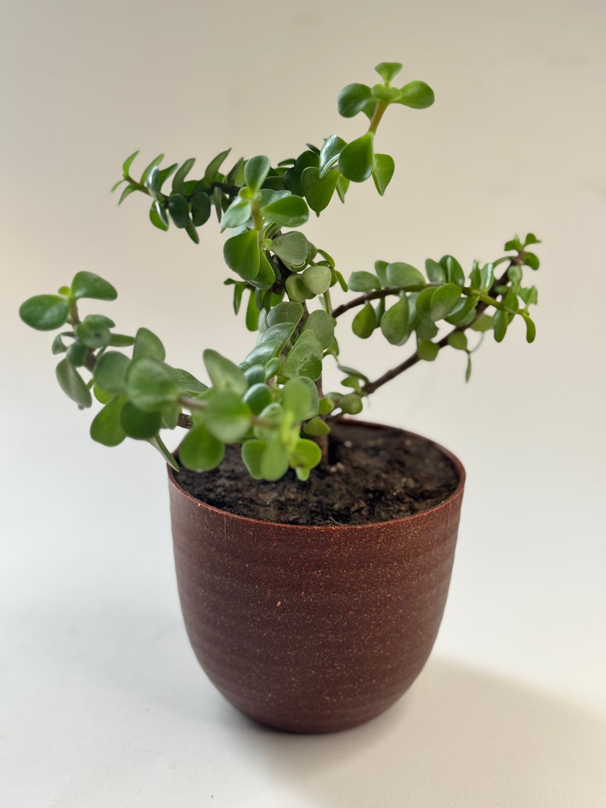 Jade plant Eco