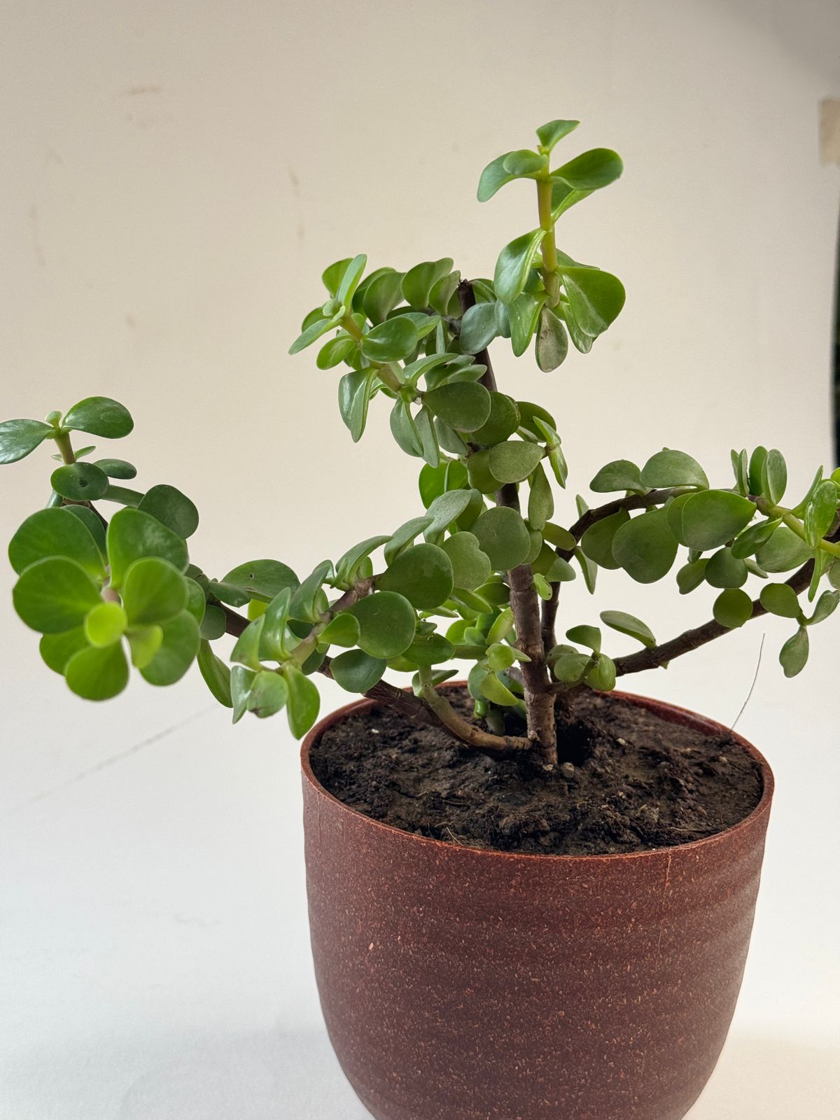 Jade plant Eco