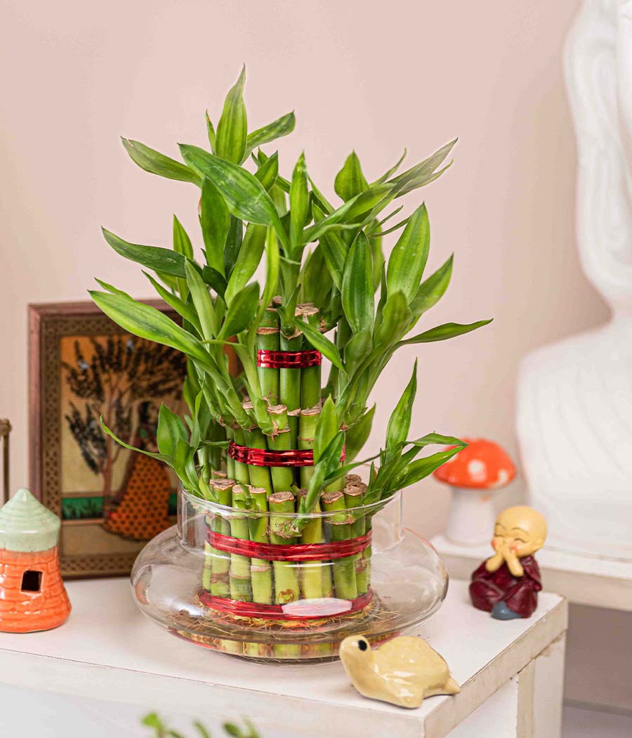 Lucky Bamboo 3 Layers Indoor Plant