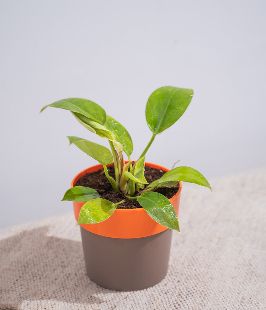 Money Plant in Orange Sunny-side Planter