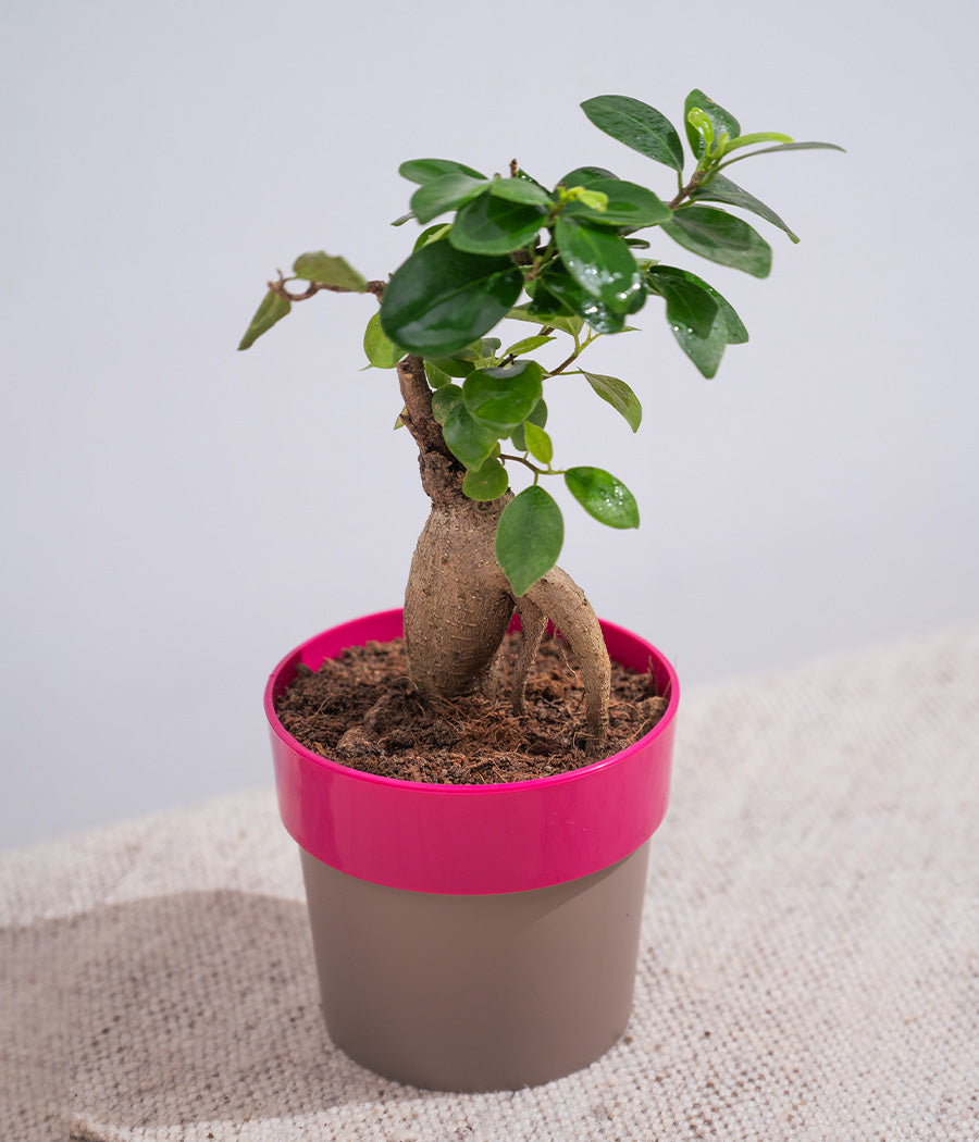 Ficus Bonsai in Pink Sunny-side Planter