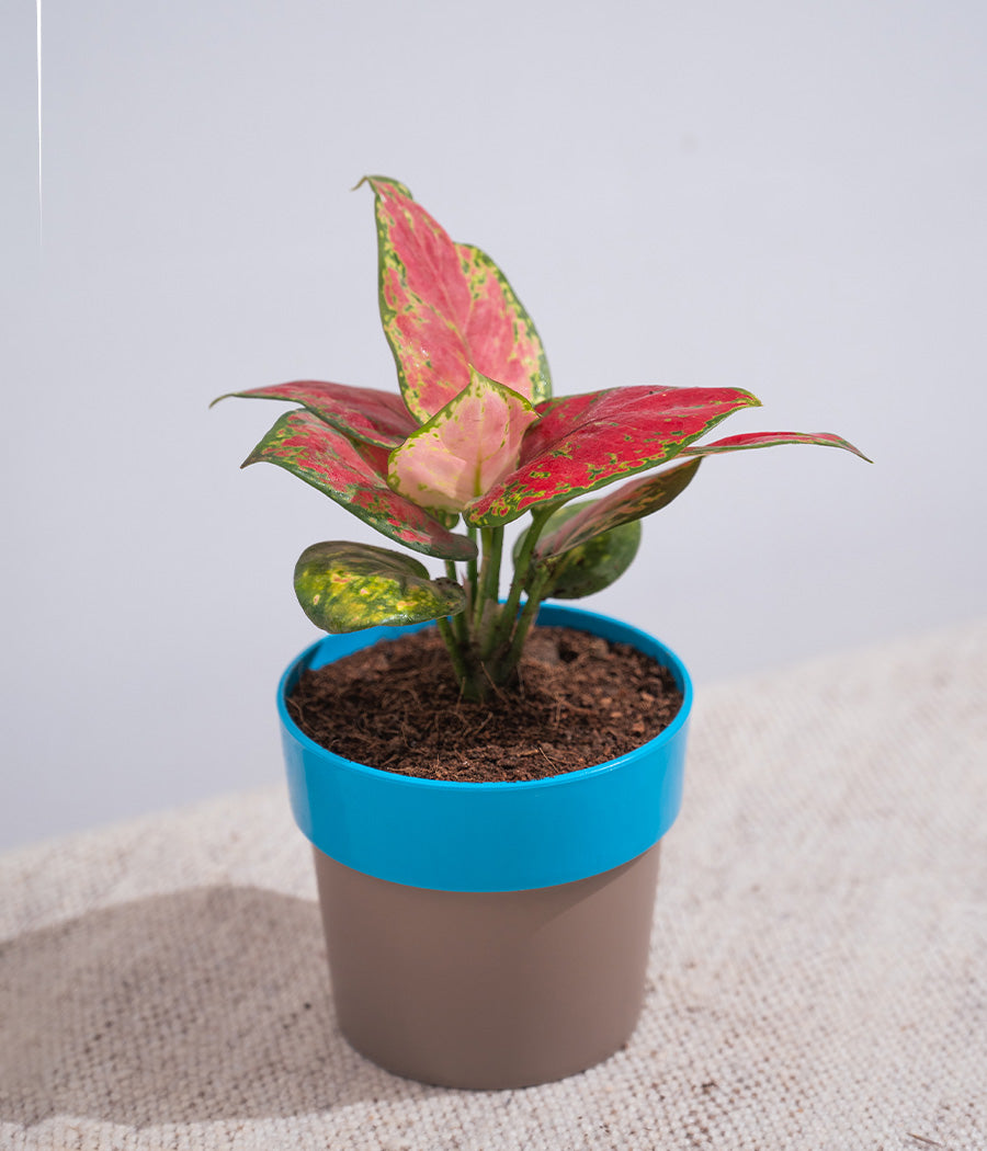 Aglaonema Pink in Blue Sunny-side Planter