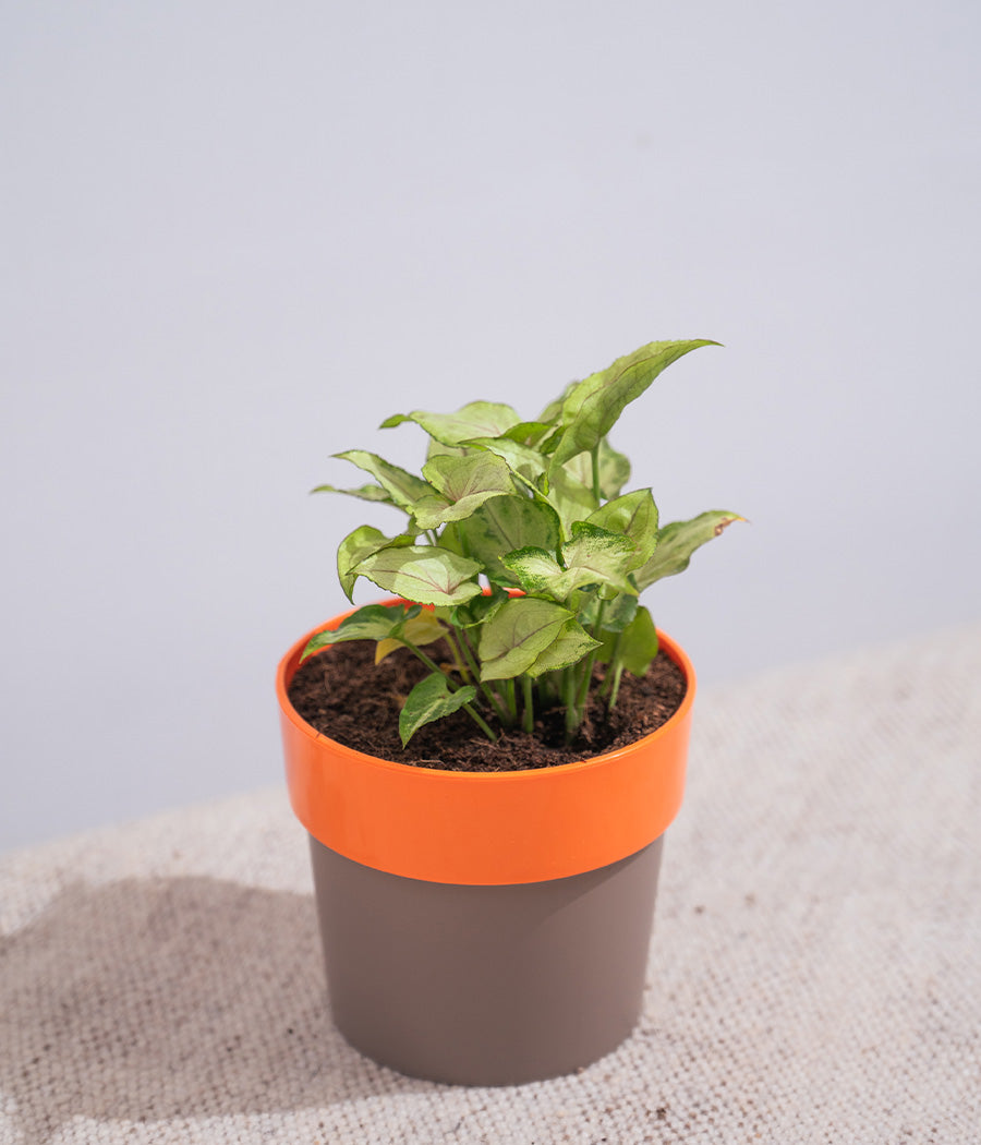 Money Plant in Orange Sunny-side Planter