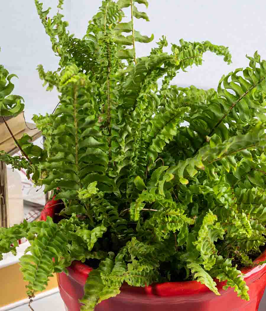 Bird's Nest Fern in Red Brick Ceramic Planter