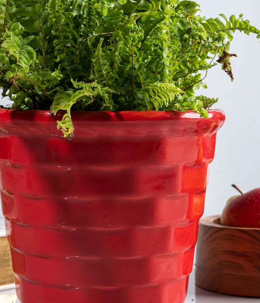 Bird's Nest Fern in Red Brick Ceramic Planter