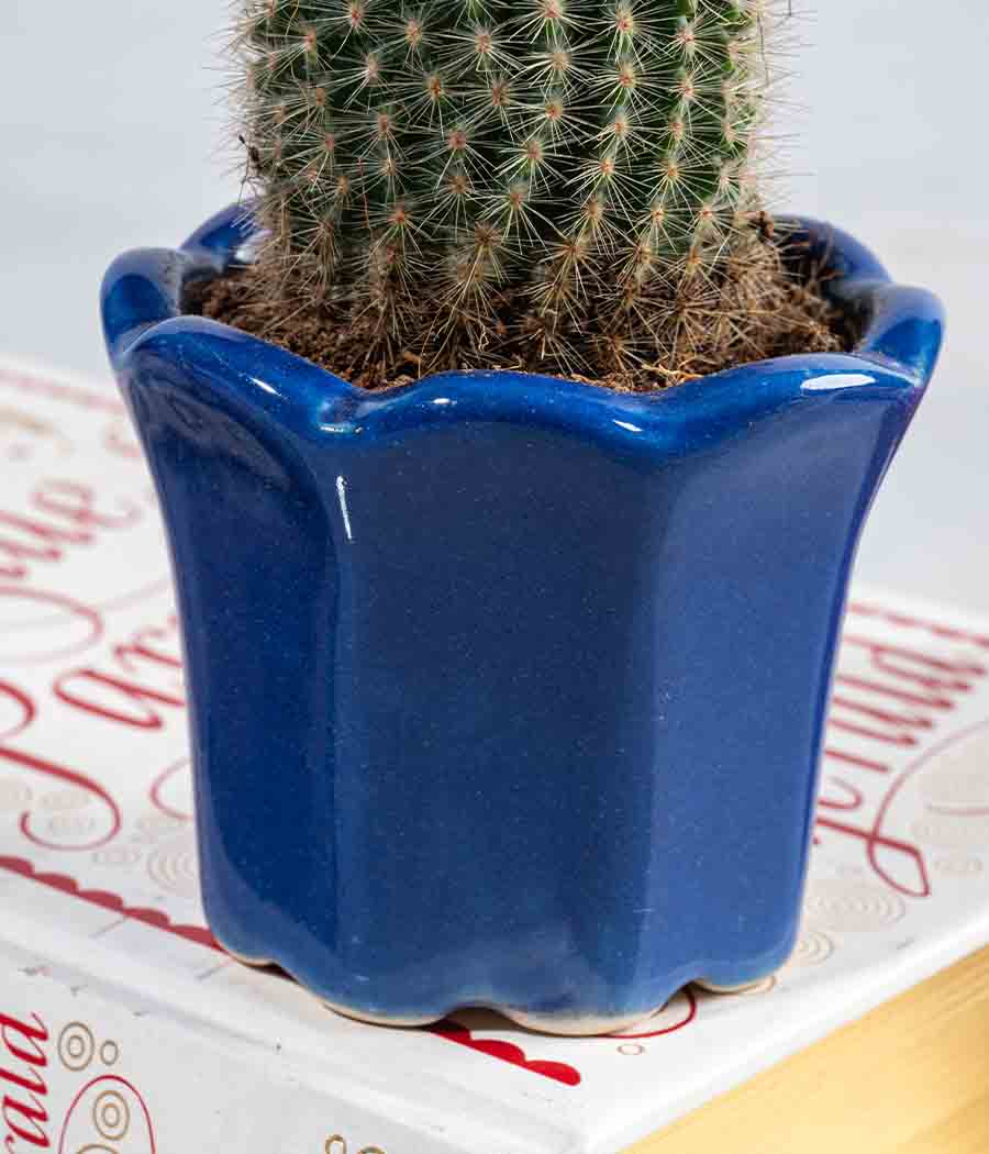 Ball Cactus in Small Ceramic Pot
