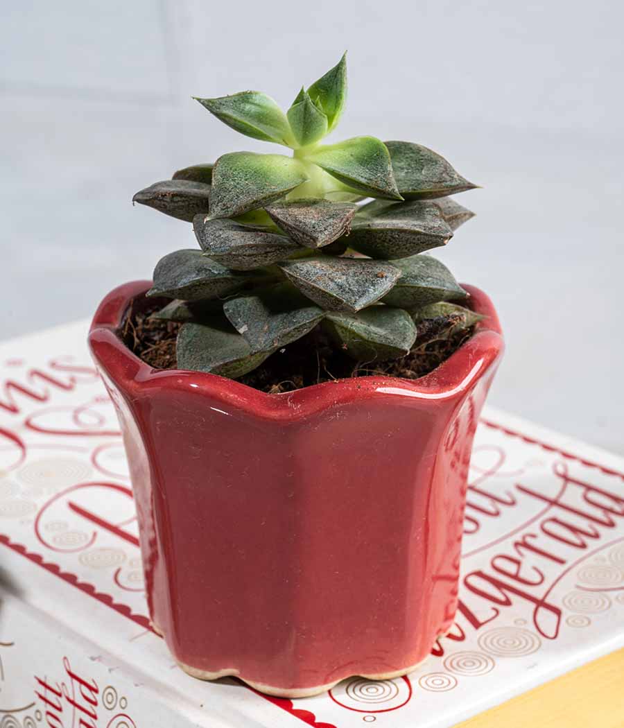 Echeveria Succulent in Small Ceramic Pot