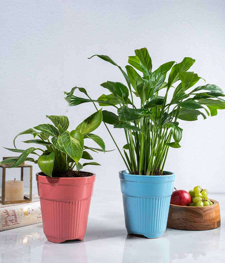is peace lily a philodendron Philodendron Birkin Plant + Peace Lily in Tall Ceramic Planters