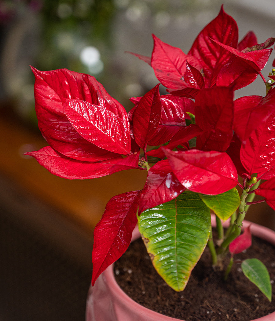 Poinsettia Flowering Plant in Pink Planter