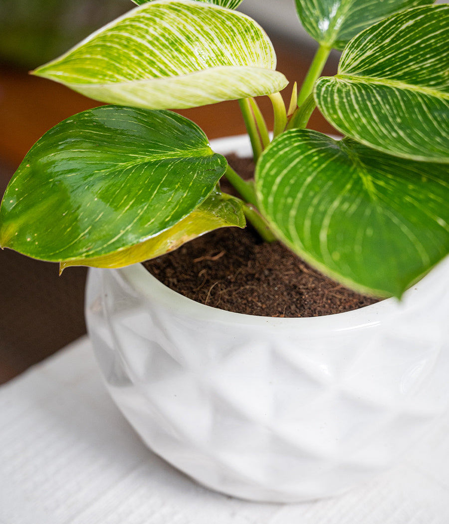 Philodendron Birkin in Round Ceramic Planter