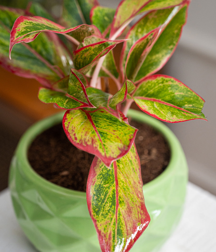 Aglaonema Lipstick in Ceramic Planter