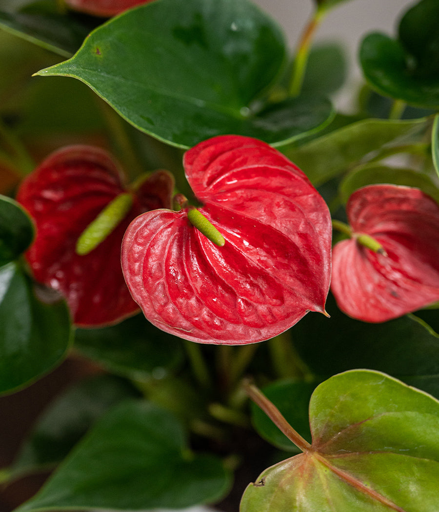 Anthurium Red in Lotus Ceramic Planter