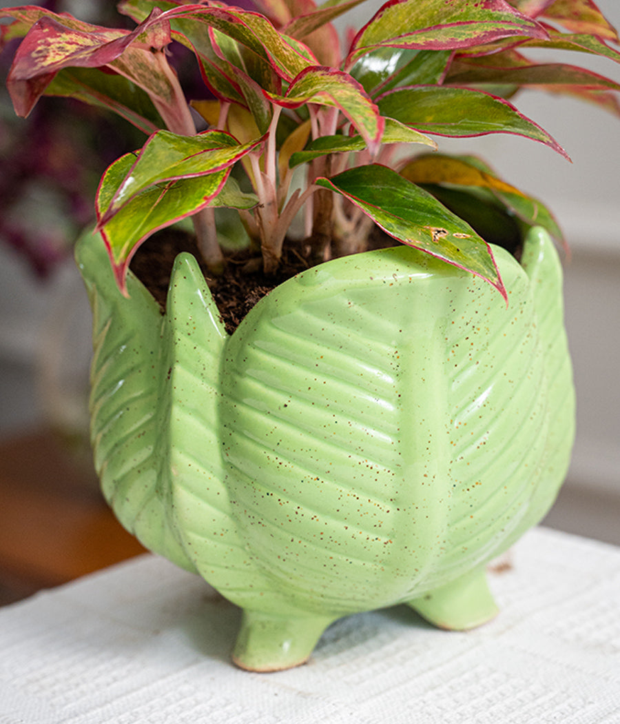 Aglaonema Lipstick in Lotus Ceramic Planter