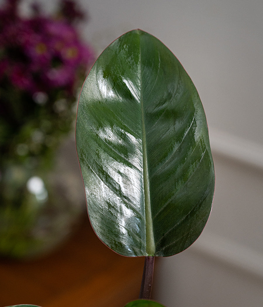 Philodendron Red in Tribal Ceramic Planter
