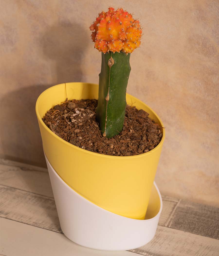 Moon Cactus in Self Watering Planter