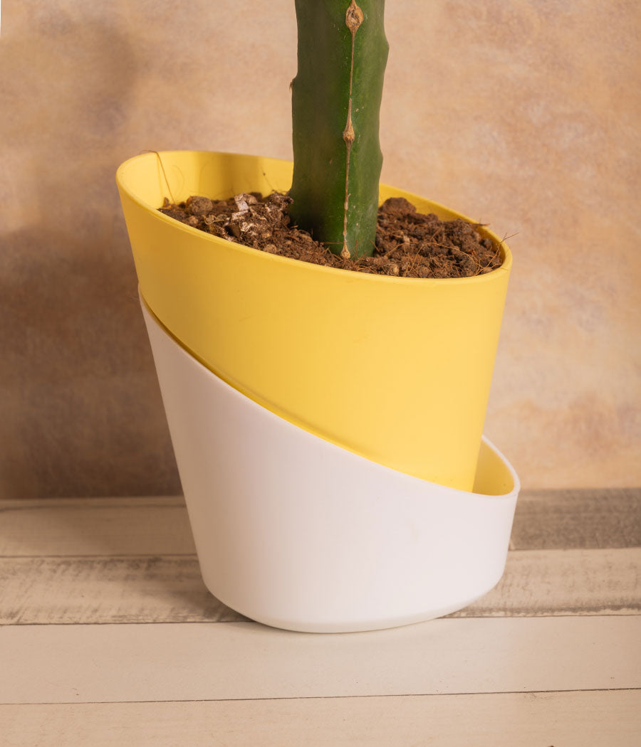 Moon Cactus in Self Watering Planter
