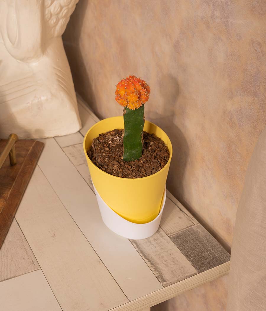 Moon Cactus in Self Watering Planter