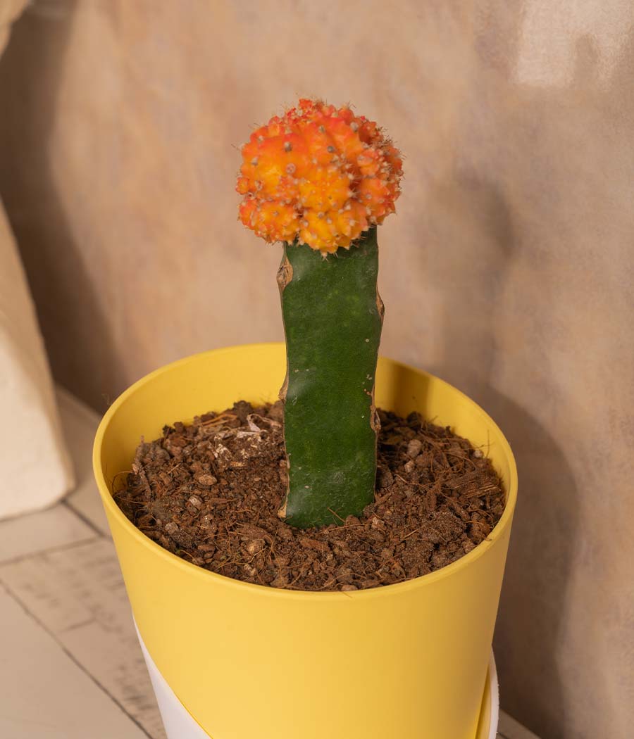 Moon Cactus in Self Watering Planter