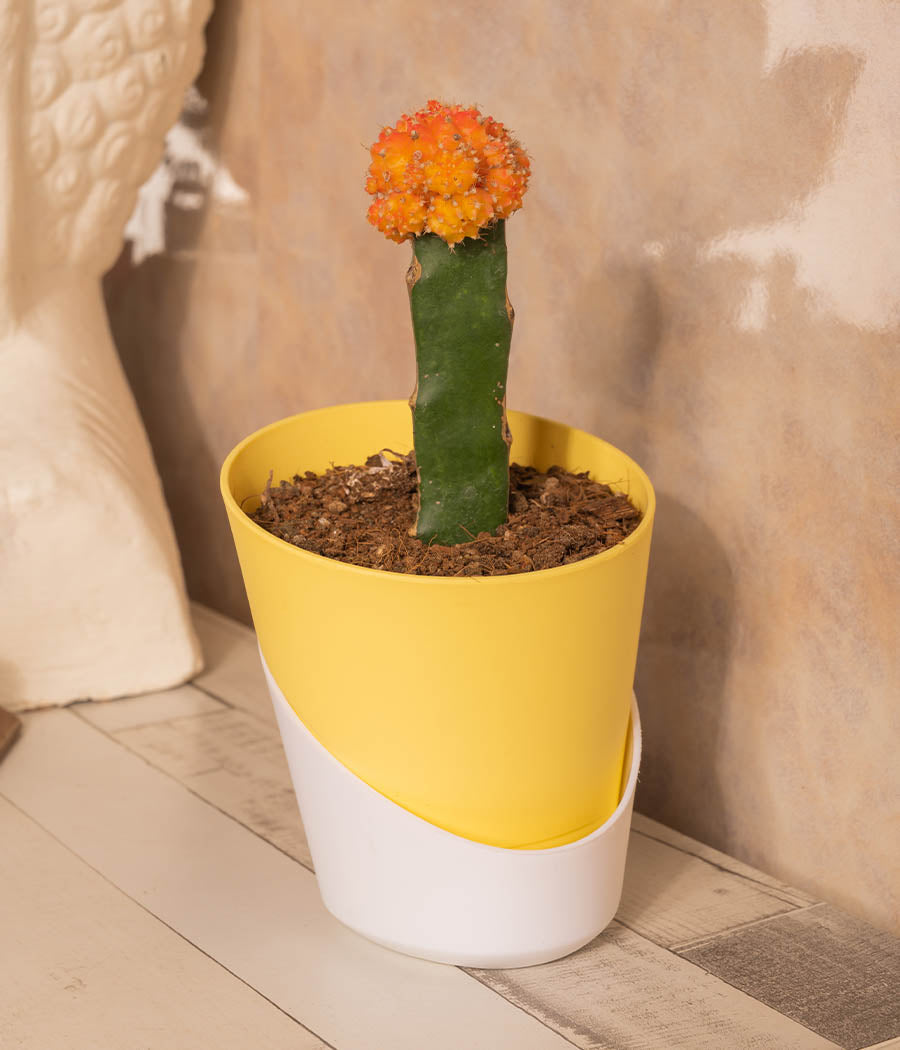 Moon Cactus in Self Watering Planter