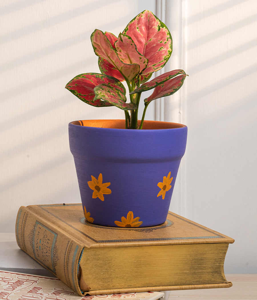 Aglaonema Valentine in Purple Daisies Matte Ceramic Planter