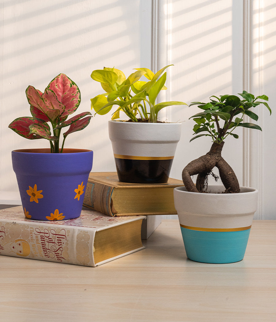 Set of 4: Aglaonema Valentine + Money Plant + Jade Plant + Ficus Bonsai in Matte Planters