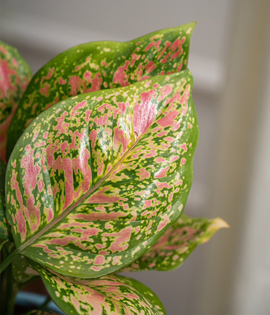 Aglaonema Pink in Tall Blue Ceramic Planter